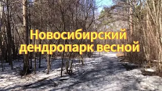 Новосибирск. Дендропарк весна. Гуляю по лесу слушаю птиц. Весна, природа, Новосибирская область.