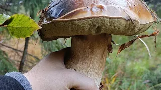Велетні гриби у високогір'ї Карпат. Щасливе закінчення сьогоднішніх пригод.