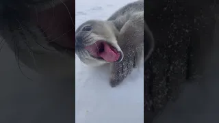 Baybee Love asking mama 4 Sonic Frontiers 4 Christmas ❤️🎁 (weddellsealscience on instagram ❤️✨🦭👌)