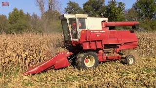 INTERNATIONAL 815 Combine Harvesting Corn