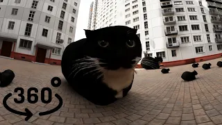 Maxwell cat dance in VR 360