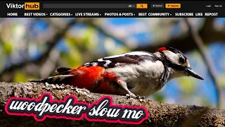 Дятел Замедленная съемка Woodpecker slow mo