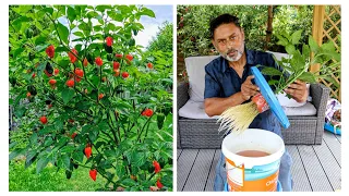 How To Grow Chilli Peppers In Water | Growing Hydroponic chilli