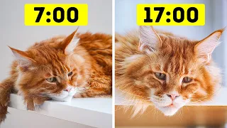 26 gefährliche Fehler, die Katzenbesitzer immer wieder machen