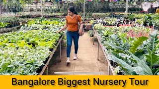 Nursery Tour Jayanagar Bangalore | Plants | Flowers | Fruit Plants| Bonsai | Cactus | Ficus Grill