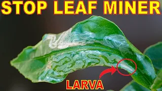 How To Kill LEAF MINERS Naturally Once And For All