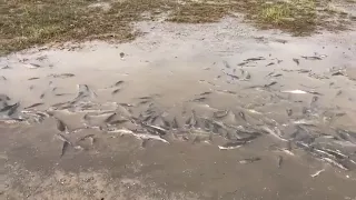 Catfish in the streets of Biloxi, Mississippi, after Storm Nate