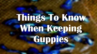 Things To Know When Keeping Guppies - Part 1