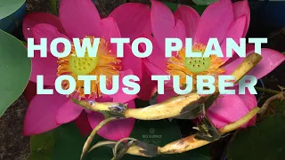 HOW TO PLANT LOTUS TUBER