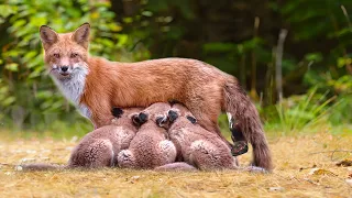 How Mother Fox Giving Birth In The Wild