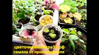 Самый простой способ выращивания гейхеры из семян. Сеем многолетние растения.