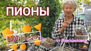 Пионы - сеянцы Ворошиловой А.Б. / Сад Ворошиловой