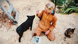 Caring For Winter Pigs