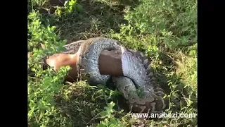 A long lunch! Massive python chooses to super-size his meal.