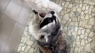 RACCOONS ' REACTION TO THE WORLD'S MOST EXPENSIVE NUTS / Zefirka has mastered the top shelves