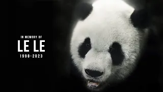 In Memoriam: Le Le the Giant Panda