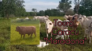 cruzamento de touro Caracu em vacas Nelore