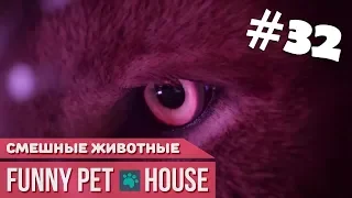 СМЕШНЫЕ ЖИВОТНЫЕ И ПИТОМЦЫ #32 ФЕВРАЛЬ 2019 [Funny Pet House] Смешные животные