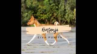 BASENJI! БАСЕНДЖИ! Все о породе.