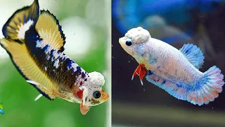 The Truth About Flowerhorn Betta Fish: Are They Really Natural?