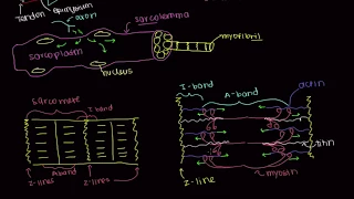 THE MUSCULAR SYSTEM: Anatomy of a Skeletal Muscle Cell