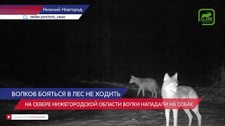 20 домашних питомцев пострадало от волков в северных районах Нижегородской области за месяц