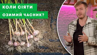 ПОСІВ ОЗИМОГО ЧАСНИКУ | Як та коли садити часник восени під зиму? | Agro-Market.ua