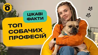 Які бувають професії у собак