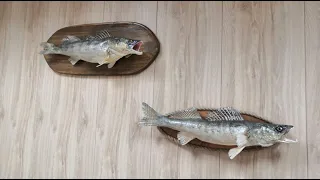 Чучело рыбы своими руками
