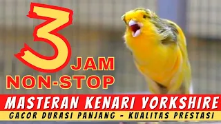 🔴 Masteran Kenari Yorkshire Gacor Durasi Panjang  | Yorkshire Canary  | Kenari Yokser Gacor Panjang