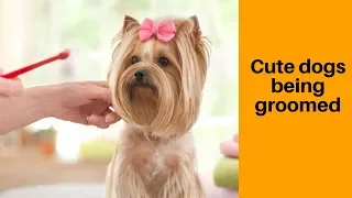 cute dogs being groomed