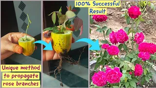 How to propagate rose cuttings with  cucumber 🥒| Growing Rose Branches | Home Garden | Flowers