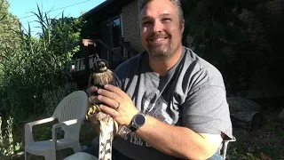 Catching a Hawk For Falconry!