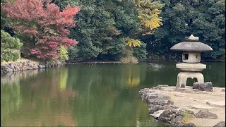 Amazing Birds @ Shinjuku Gyoen 御苑賞鳥の素晴らしい鳥たち