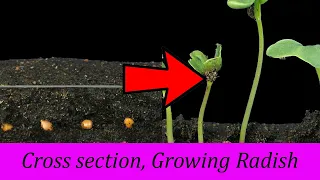 Timelapse - Soil Cross Section Growing Radish Vegetables