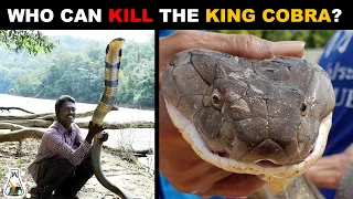 5 Animals That Could Defeat A King Cobra