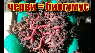 Как отделить червя СТАРАТЕЛЯ от БИОГУМУСА/ Корм для червей/#vermicompost #обретениезеленогопальца