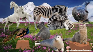 Animal sounds around us: Seal, Horse, Cat, Koala, Peacock, Zebra, Dog, - Animals sounds