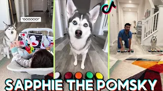 *NEW* Sapphie the Pomsky Funny Dog Tik toks 2024 - Best @sapphie_the_pomsky  Tik tok Videos #tiktok