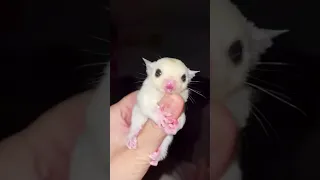 The Little Sugar Glider Is Crying, What's Going On?|asmr|funny|funnyvideo|shorts
