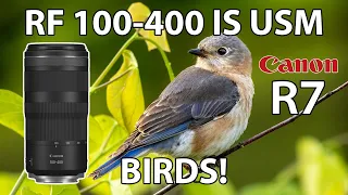 RF 100-400 Budget Telephoto Lens Bird Photography Canon EOS R7