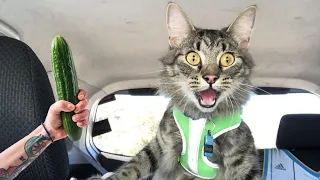 ПРИКОЛЫ С ЖИВОТНЫМИ ДО СЛЕЗ / Смешные КОТЫ 2021 / Приколы с КОТАМИ / Funny ANIMALS video #28