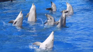 Full dolphin adventure show SeaWorld San Diego in April 2023