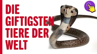 Die Giftigsten Tiere der Welt | Interessante informationen | Denk daran!