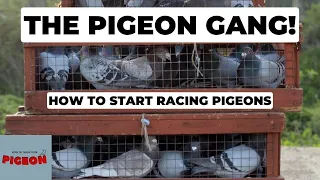 Pigeon Racing For Beginners. part 1 (Ep 53)