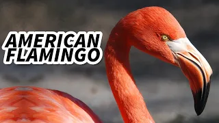 American Flamingo Facts: the CARIBBEAN Flamingo 🦩 Animal Fact Files