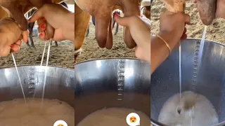 Cow milking by hand 👌😀 village life vlog