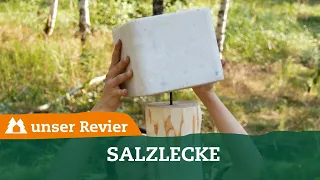 Salzlecke bauen I Neue Reviereinrichtung für das Test-Revier I unser Revier I #5