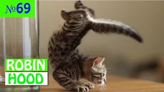 ПРИКОЛЫ 2017 с животными. Смешные Коты, Собаки, Попугаи // Funny Dogs Cats Compilation. Март №69