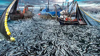 Unbelievable hundreds of tons of herring are caught by large nets - I've Seen it Big Fishing Net #3